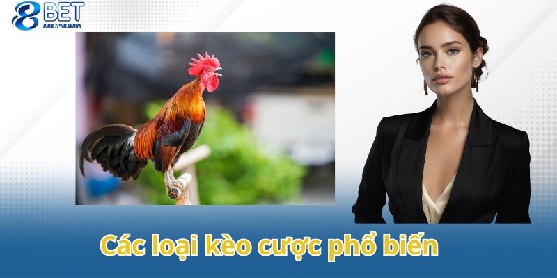 Tổng hợp các kèo cược hấp dẫn tại đá gà WS168