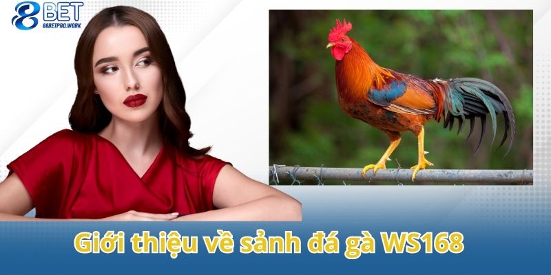 Giới thiệu chung về sân chơi WS168 tại nhà cái 88BET