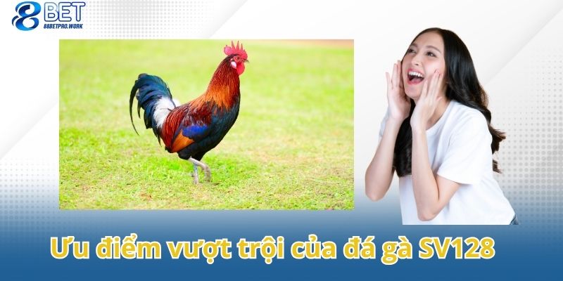 Tổng hợp các ưu điểm vượt trội của đá gà SV128